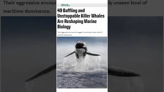 These UNSTOPPABLE Orcas Have Shocked Marine Biologists #shorts