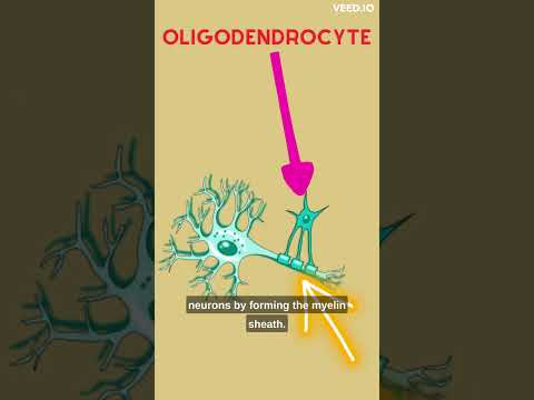 What are Glial