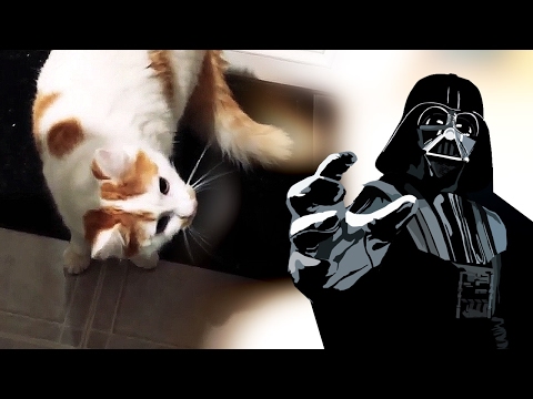 How to use the force - STAR WARS Kitty Cat Edition (The Phantom Menace)