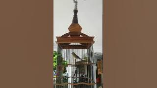 Pleci tembakan satu jalur dari Blitar sangat cocok untuk masteran...