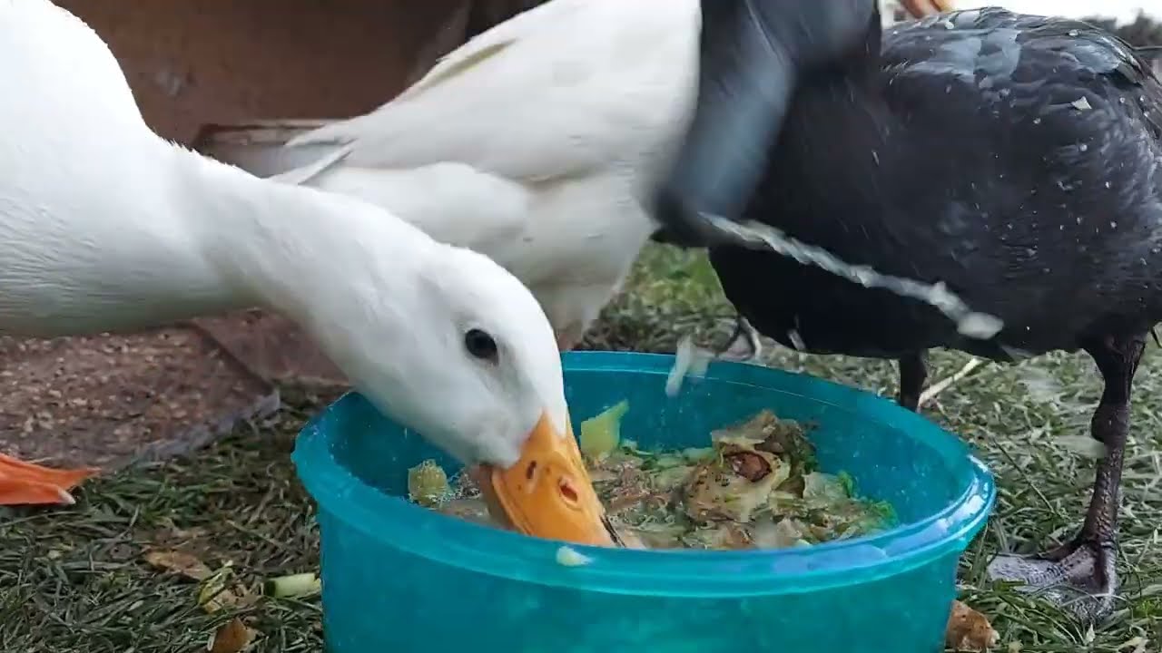 Gemüsesuppe für die Erbsenhirne 🦆🥬🥬