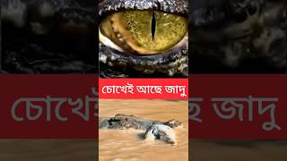 “জলের নিচে কুমির কিভাবে দেখে?#CrocodileVision #UnderwaterHunter #AnimalSuperpower #FactShorts
