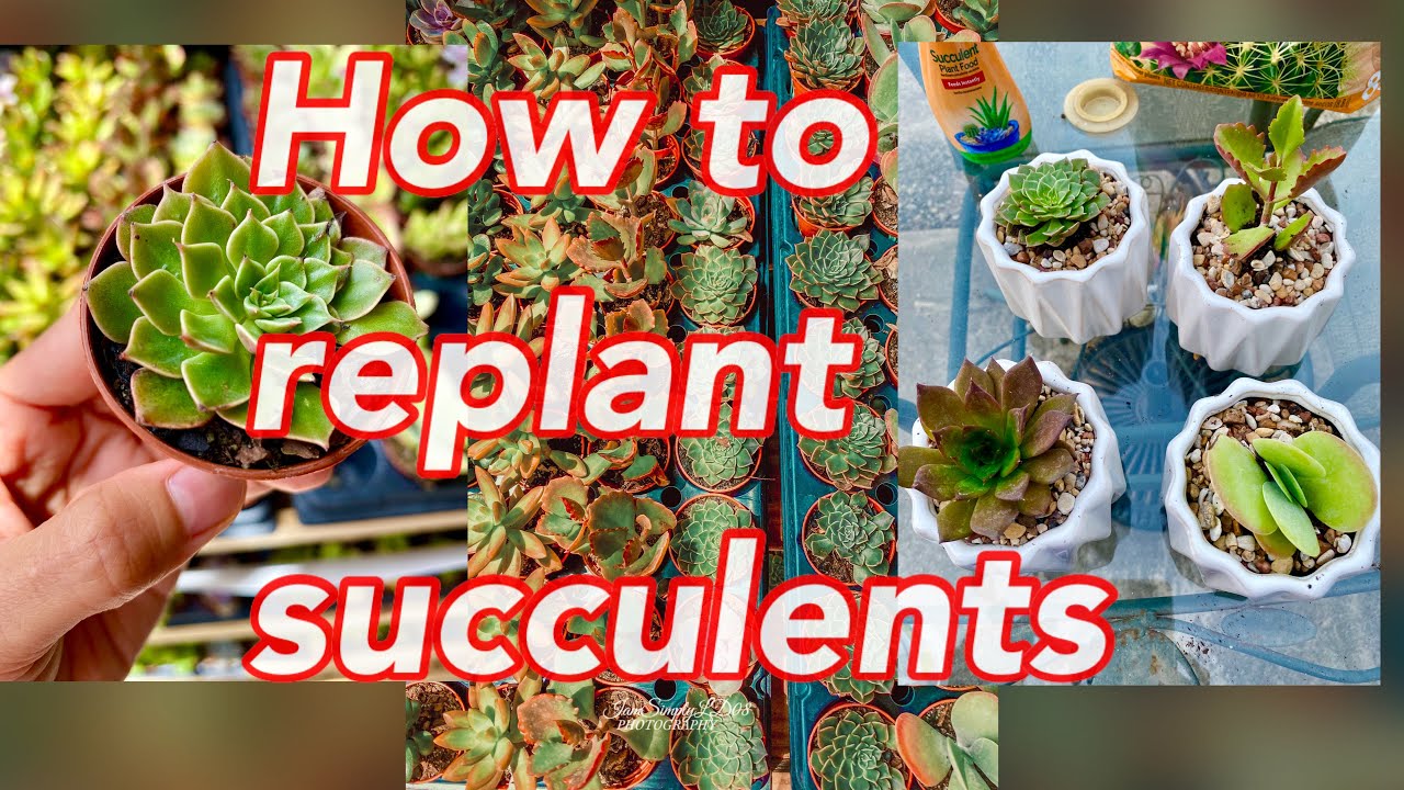 HOW TO REPLANT SUCCULENTS FROM WALMART YouTube