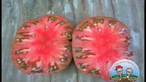 How To Save Tomato Seeds