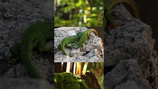 Lacerta viridis #insects #animal #nature #lizard