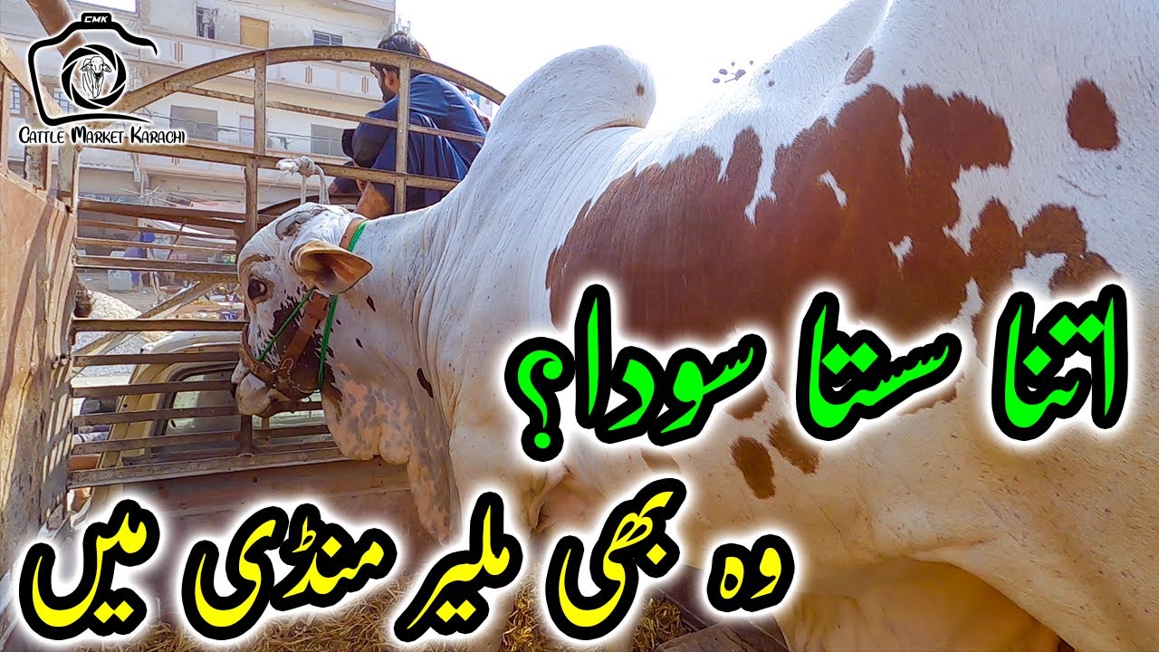Malir Cow Mandi 2022 RATES UPDATES & SODA Part 2 | Cattle Market Karachi | Bakra Eid 2022