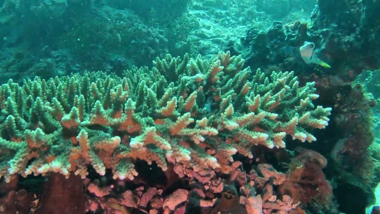 Down the wall -diving at Pemba with Afro divers