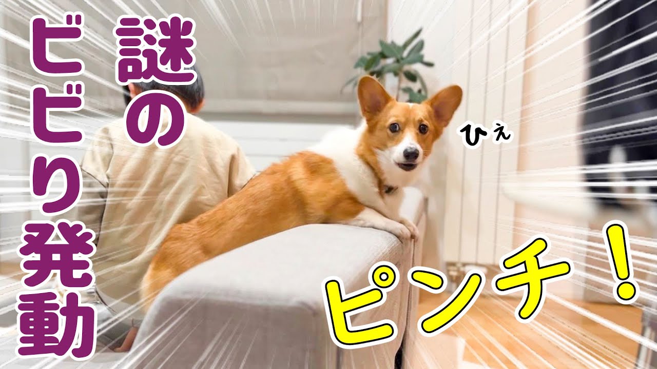 It's hilarious how this Corgi suddenly goes into alert mode and