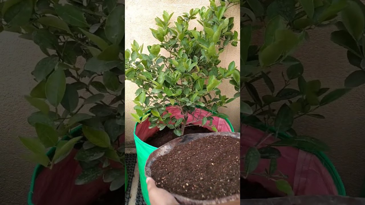 🍋Lemon plant best fertilizer || Nimbu ke paudhe mein kaun si khad dalen || nibu ki khad