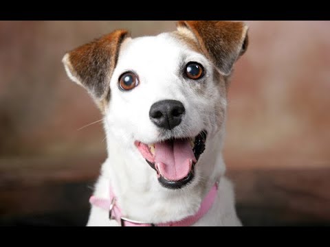 ჯეკ რასელ ტერიერი/Jack Russell Terrier