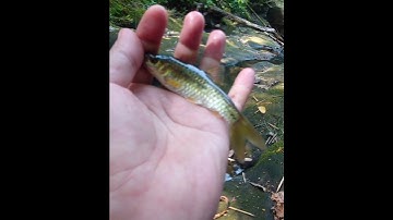 Uhuy babonya kena!! Mancing ikan wader teknik pelampung spot pegunungan tak terjamah mantab 16