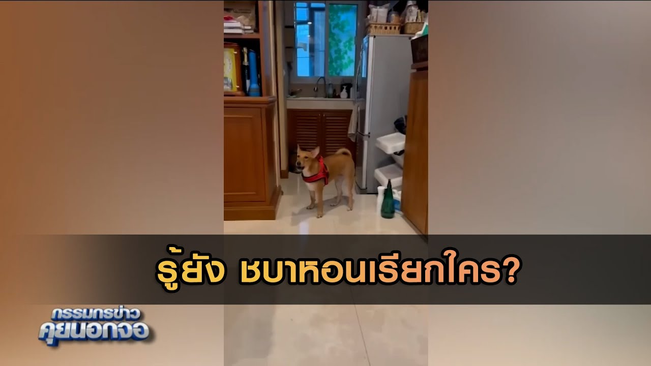 รู้ยัง ชบาหอนเรียกใคร?