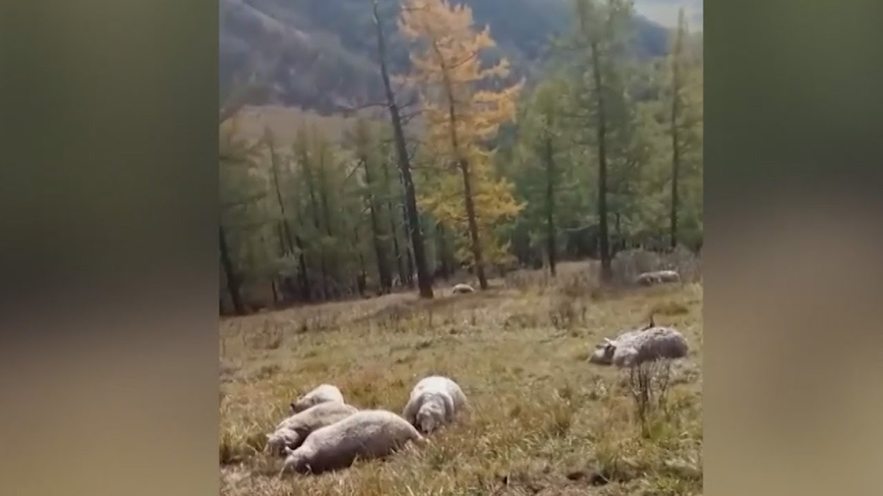 Молния убила целое стадо овец на Алтае