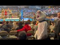 White rabbit walking around arena  wwe smackdown 10722