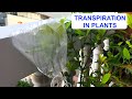 Transpiration: The Vital Process of Water Movement in Plants