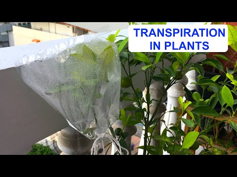 Video: Ano ang nagiging sanhi ng transpiration?