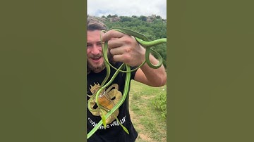 Rescued Vine Snakes go back to the WILD! #short #shorts #animal #wildlife #nature #snake #india