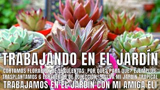 SUCULENTAS: porque y cuando cortar floracion + trasplantamos 6 ECHEVERIAS DE COLECCIÓN y más