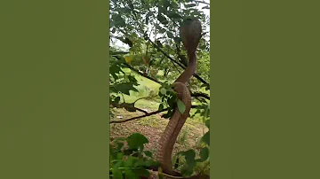 HUYU NDIE NYOKA HATARI SANA KUWAHI TOKEA DUNIANI Snake 