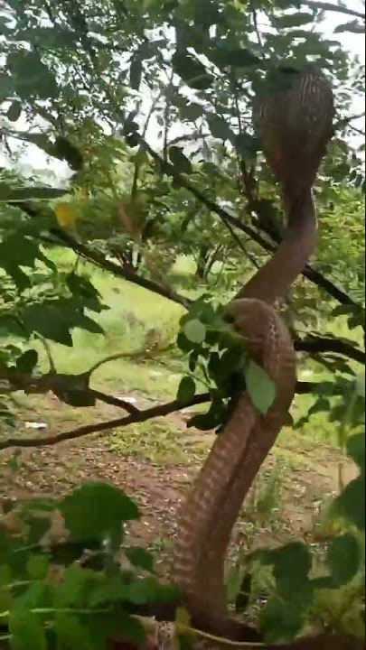 HUYU NDIE NYOKA HATARI SANA KUWAHI TOKEA DUNIANI {Snake}