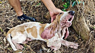 Heartwarming rescue story: Abandon dog's transformation.