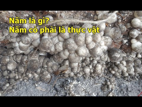 Video: Các Dấu Hiệu Của Thực Vật Trong Nấm Là Gì