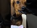 chandramuki #viral #dog #pets #tamil #funny