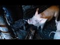 Поилка для поросят своими руками  /Drinking  for piglets with own hands