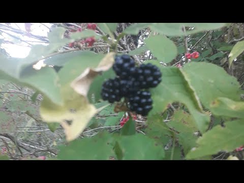 Video: Böğürtlen grisi: açıklama, özellikler ve uygulama