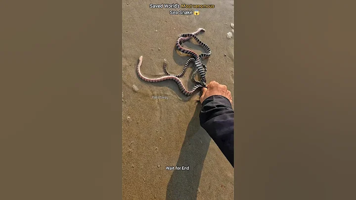 Diving into danger: saving the sea's most venomous snakes 😱 - DayDayNews