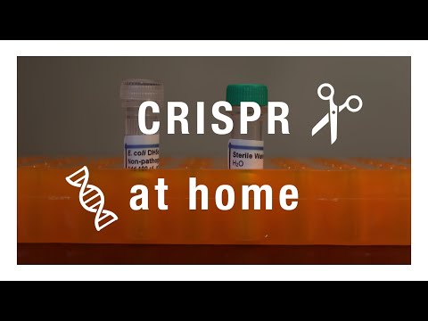 Video: CRISPR-elementer Gir En Ny Ramme For Slektsgranskingen Til Sitrus Canker-patogenen Xanthomonas Citri Pv. Citri