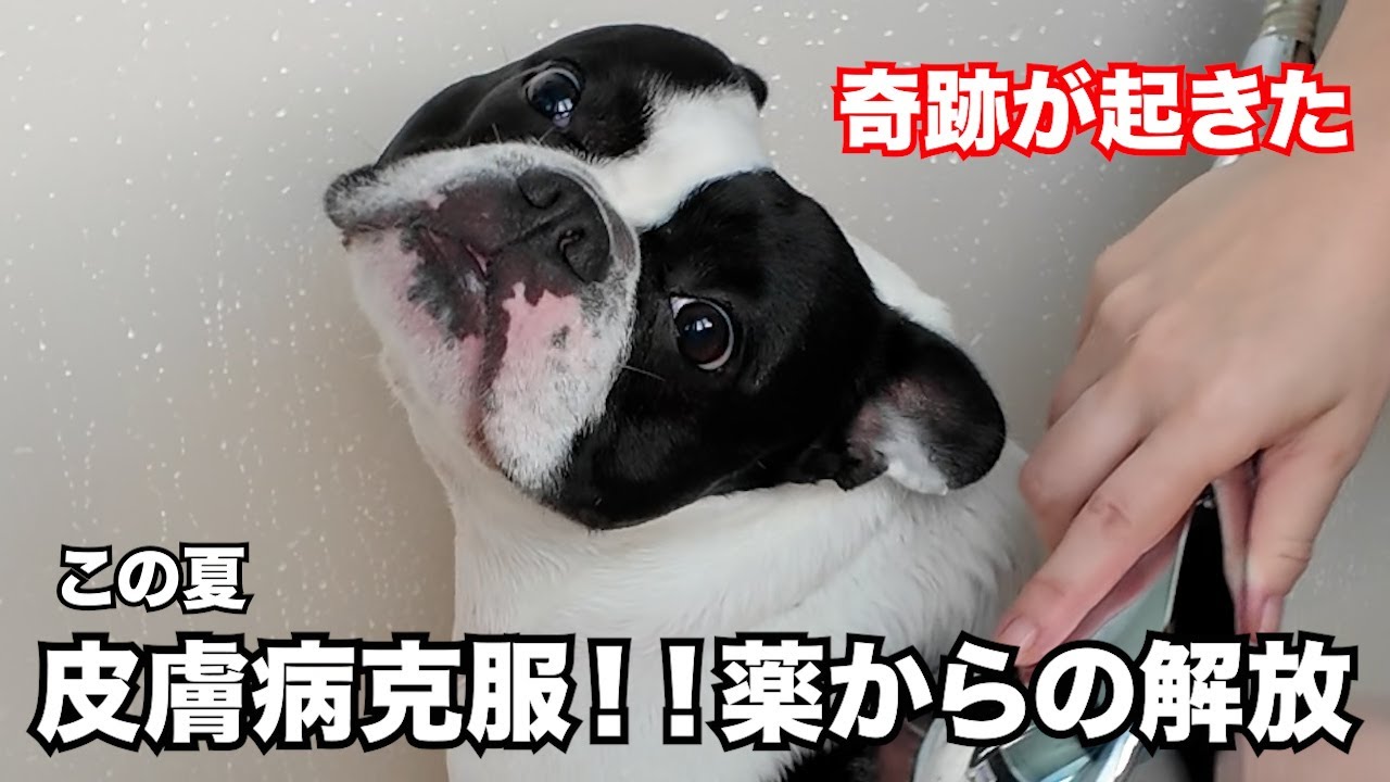 《犬の皮膚病》諦めていた犬の膿皮症完治。奇跡！遂に薬から解放された今年の夏⛓️‍💥