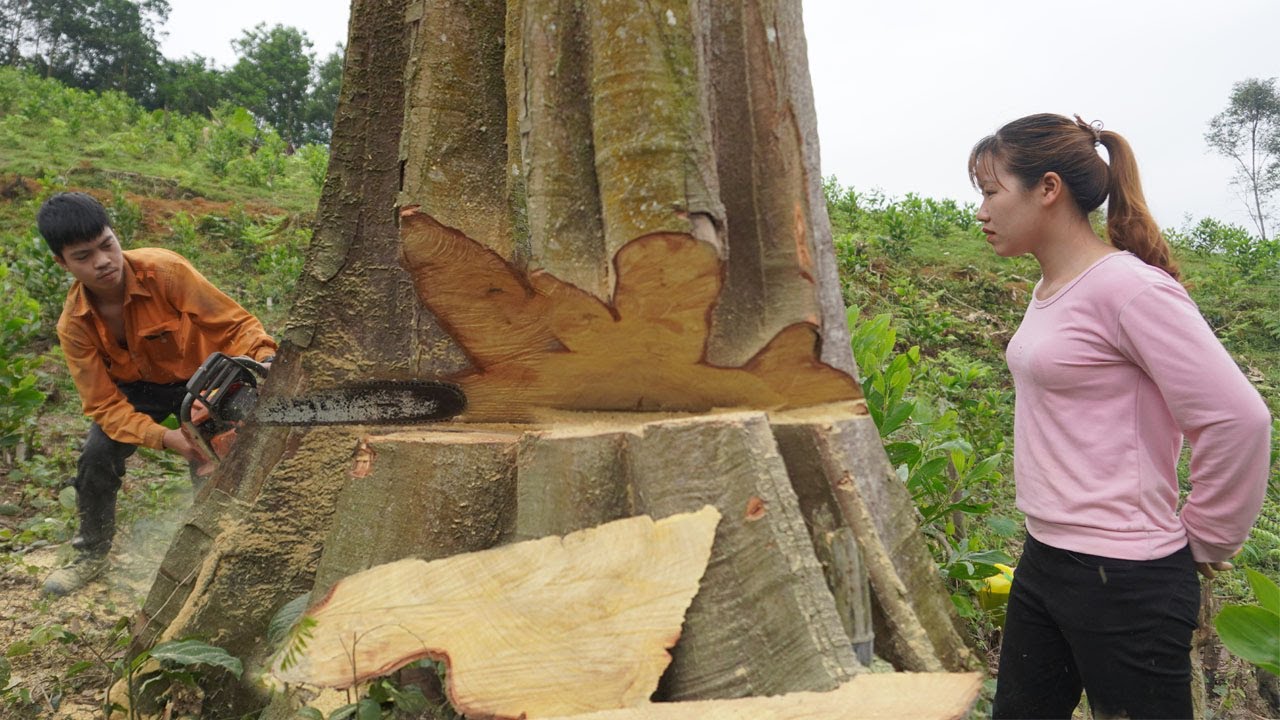 Amazing Skill Huge Tree Felling With Chainsaw, Brave, Dangerous Stihl ...