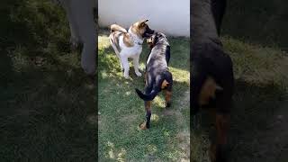 A Fight  In The  Game  Rottweiler Female Vs American Akita Male  Big Dogsromanian