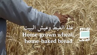 Home-grown wheat, home-baked bread | غلة الغيط وعيش البيت by Mada Masr 3,491 views 1 year ago 5 minutes, 57 seconds