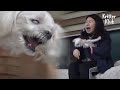 Dog Loses Her Temper Whenever Her Owner Tries 'This' With Her (Part 1) | Kritter Klub