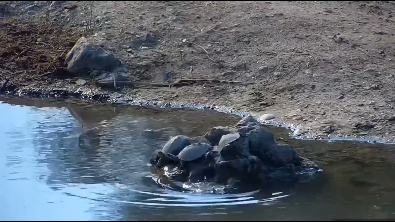 May 8 2022: Serrated hinged terrapin turns around, falls into water, swims away at Rosie's Pan