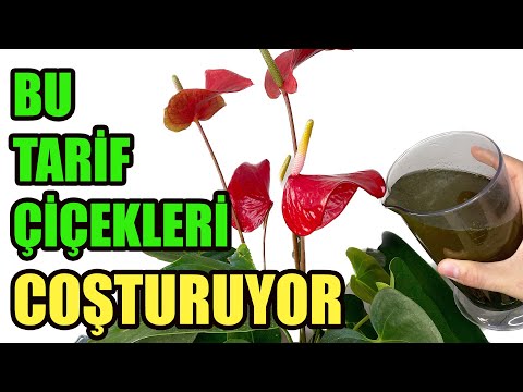 Video: Pembe bir flamingo nasıl budanır?