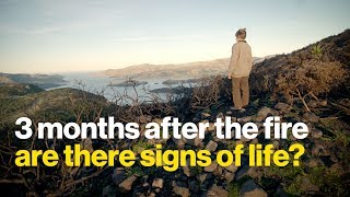 Three months after the Christchurch Port Hills Fire, are there signs of life?