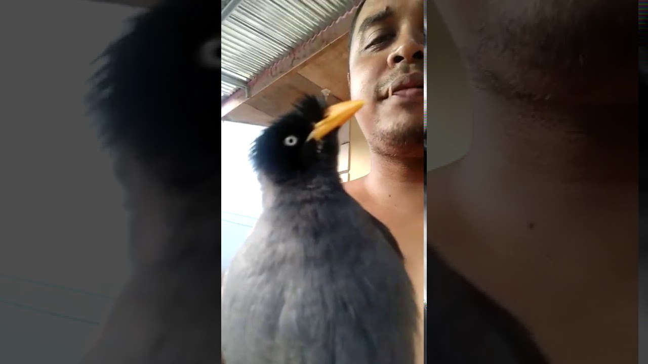 Burung Jalak kebo bisa ngomong 