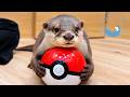 Otter Tries a Giant Ball… and Starts Moonwalking!