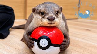 Otter Tries a Giant Ball… and Starts Moonwalking!