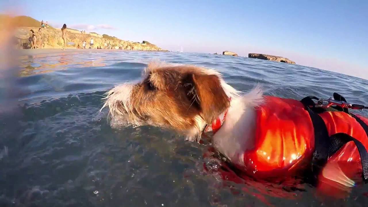 Playa para perros en Menorca
