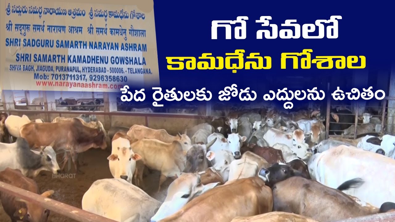 గో సేవలోకామధేను గోశాల.. పేద రైతులకు జోడు ఎద్దులను ఉచితం||kamadenu goshala in hyderabad