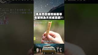 馬來西亞國寶級藥草!東革阿里竟被稱為天然威而鋼?!|上山下海過一夜 #shorts #旅行 #travel #馬來西亞 #東革阿里
