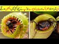 Most Dangerous Carnivorous Plants in the World In Hindi/Urdu