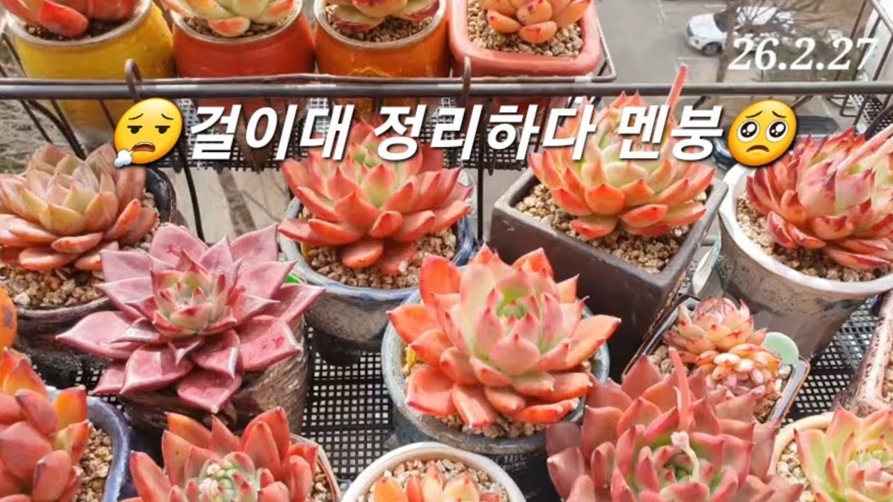 😮 #다육이 걸이대 #노숙 하다 멘붕옴 😮‍💨