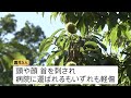 4歳と5歳の幼稚園児5人がハチに刺される　都内から“栗拾い”で訪れた園児　搬送もいずれも軽傷　横浜・緑区｜TBS NEWS DIG