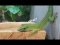 Funny Lizards?