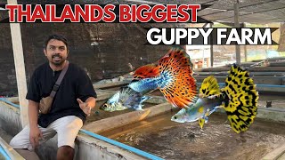 Thailands Largest Guppy Fish Farm Tour